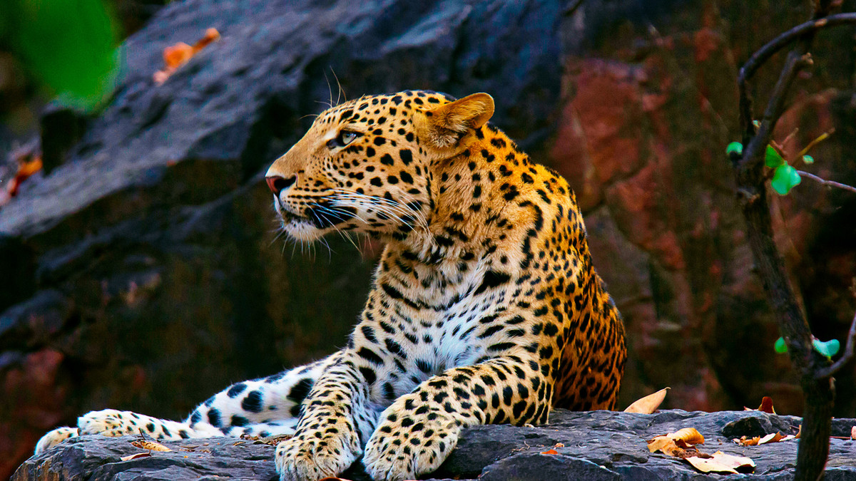 Леопарди - фото 1