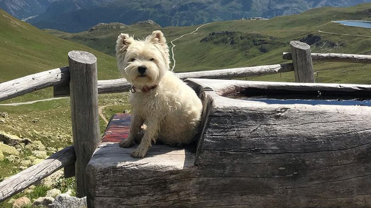 Собака-мандрівник став зіркою Instagram: атмосферні фото з подорожей - фото 1