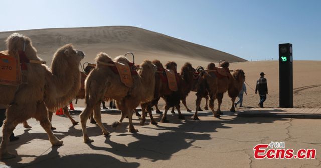 У китайській провінції з'явився світлофор для верблюдів: фотофакт - фото 455507