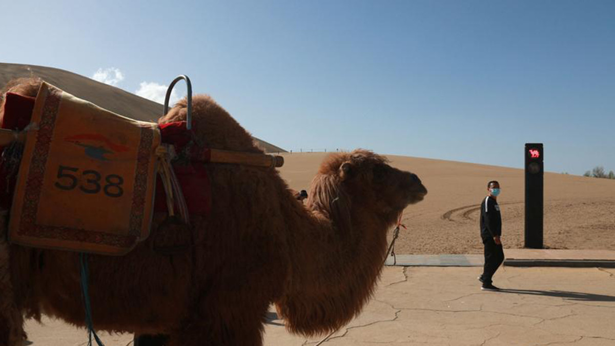У китайській провінції з'явився світлофор для верблюдів: фотофакт - фото 1