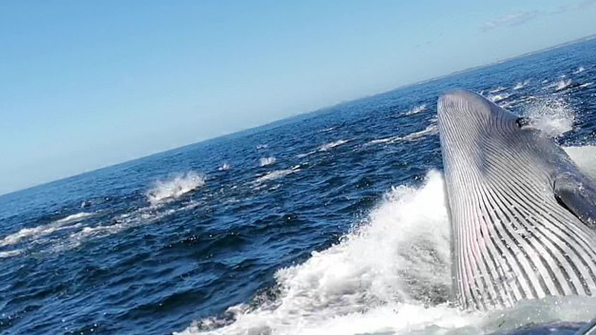Мандрівник впав з човна і ледь не потрапив у пащу кита: відео - фото 1