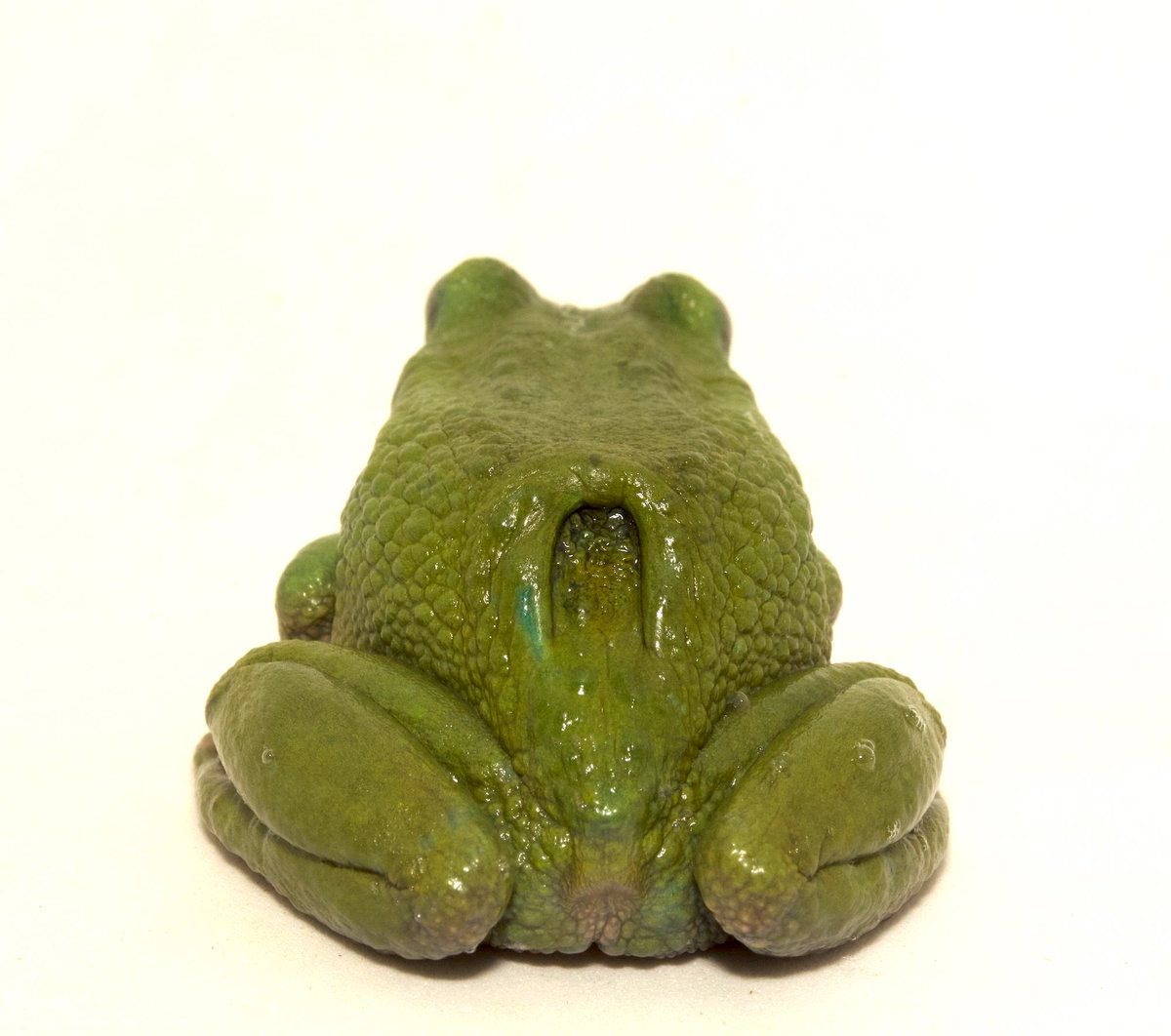 Gastrotheca gemma - фото 1