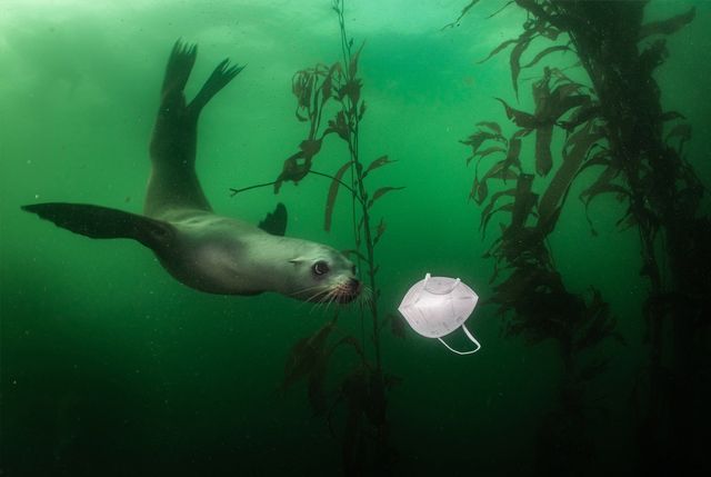 У мережі показали найкращі знімки за версією World Press Photo 2021 - фото 456095