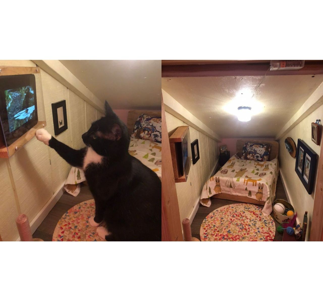 Кіт отримав власну кімнату, яка здивувала мережу (фото)