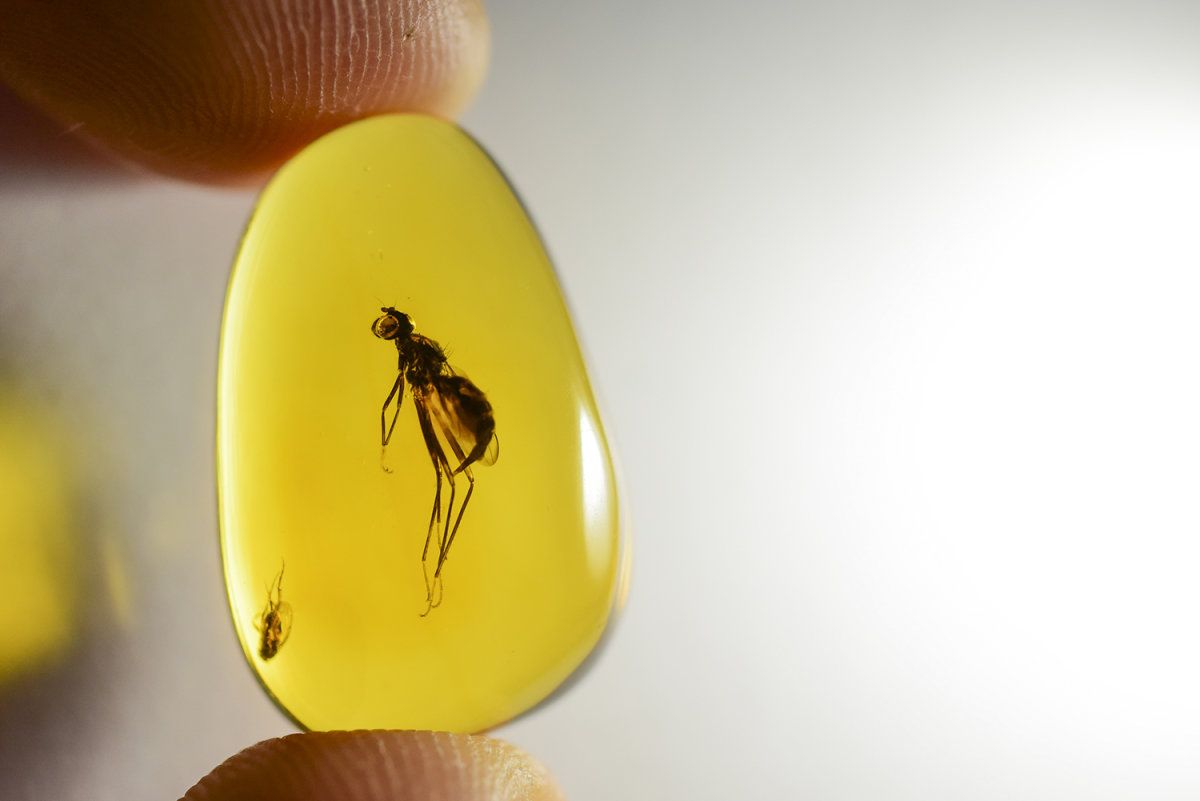 Вчені виявили жука часів динозаврів: фотофакт