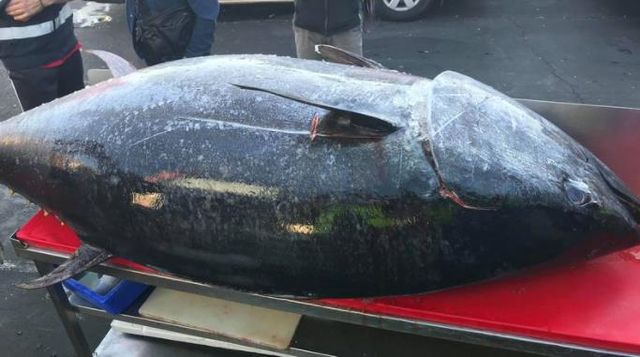 Рибалки упіймали майже 300-кілограмового тунця: фото - фото 456662