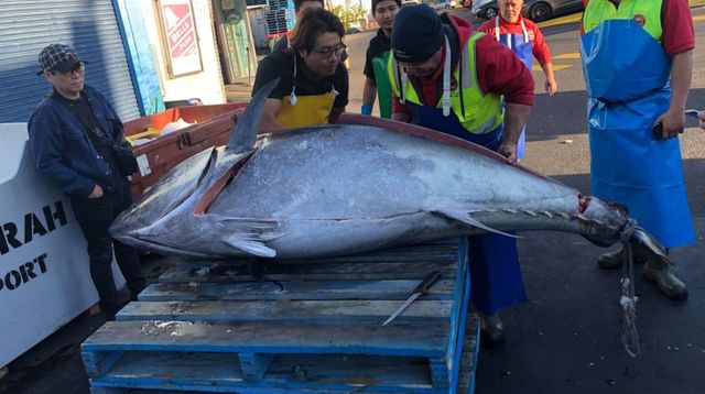 Рибалки упіймали майже 300-кілограмового тунця: фото - фото 456663