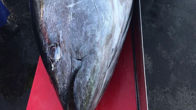 Рибалки упіймали майже 300-кілограмового тунця: фото - фото 456664
