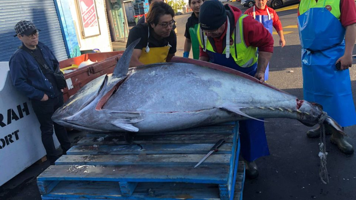 Рибалки упіймали майже 300-кілограмового тунця: фото - фото 1