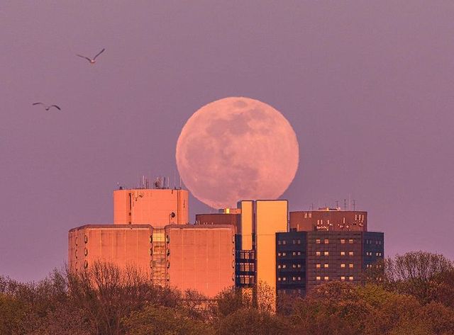 Рожевий Супермісяць 2021: вражаючі фото незвичайного явища з різних куточків планети - фото 457127
