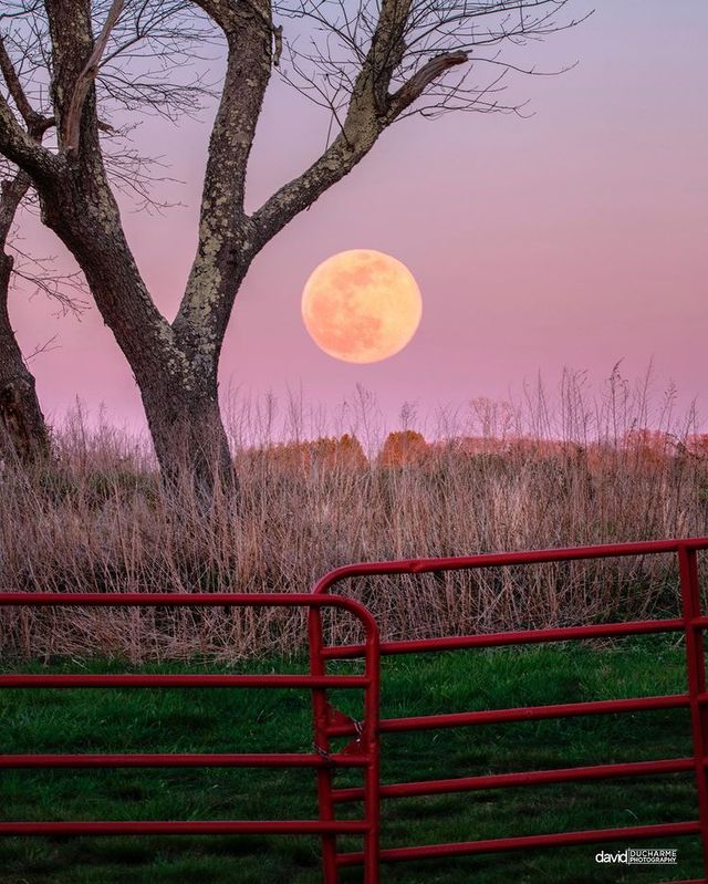 Рожевий Супермісяць 2021: вражаючі фото незвичайного явища з різних куточків планети - фото 457129