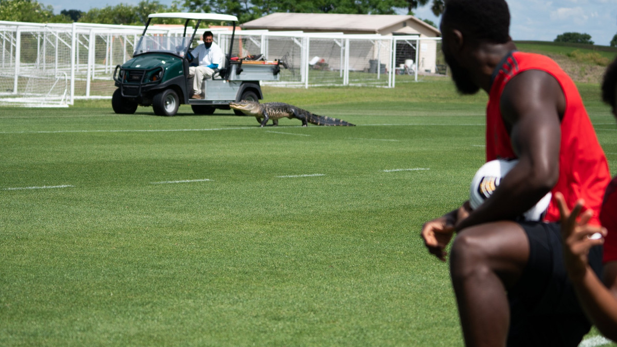 Крокодил забрів на футбольне поле - фото 1