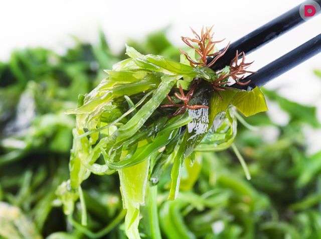 Морська капуста  - фото 457383