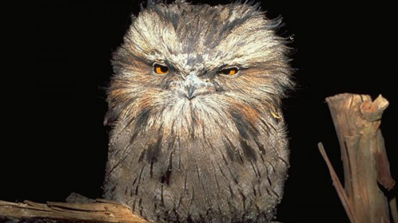 Дослідники визначили найпопулярнішого птаха в Instagram: фотофакт