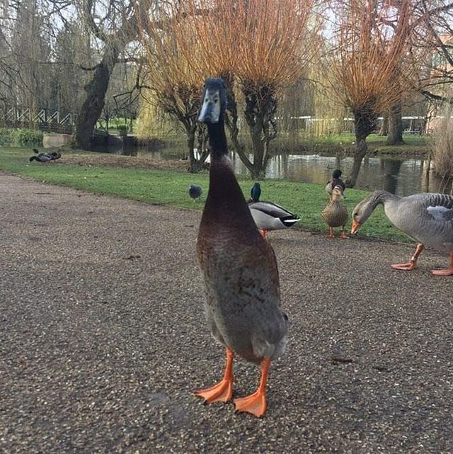 У мережі стали вірусними фото величезної качки, яка живе у кампусі Йоркського університету - фото 457707