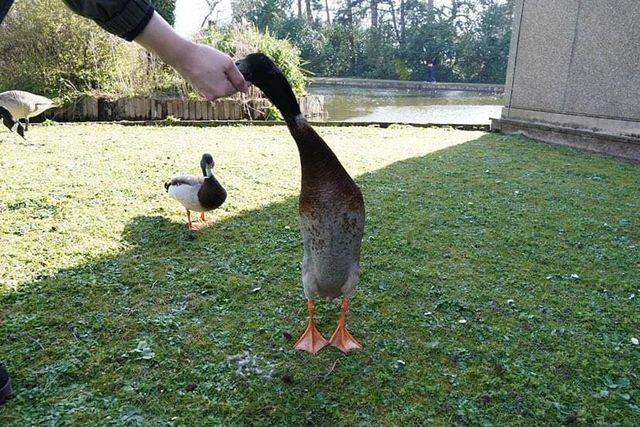 У мережі стали вірусними фото величезної качки, яка живе у кампусі Йоркського університету - фото 457708