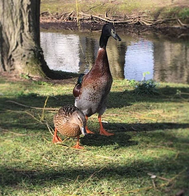 У мережі стали вірусними фото величезної качки, яка живе у кампусі Йоркського університету - фото 457711