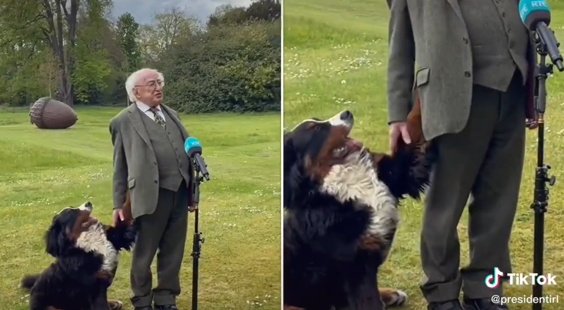 Цуценя президента Ірландії намагалося привернути увагу господаря, поки той давав інтерв'ю