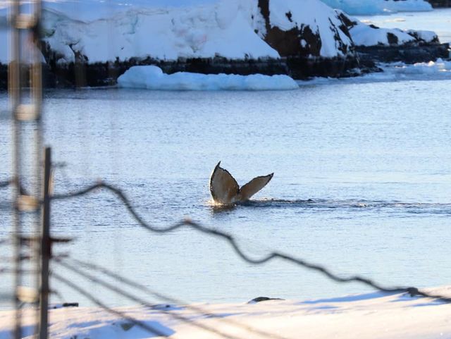 Українським полярникам вдалося сфотографувати гігантських китів - фото 458209