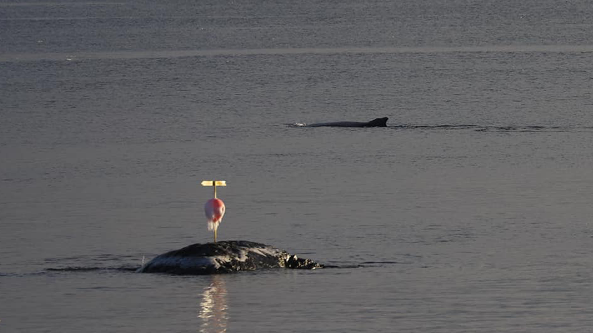 Українським полярникам вдалося сфотографувати гігантських китів - фото 1