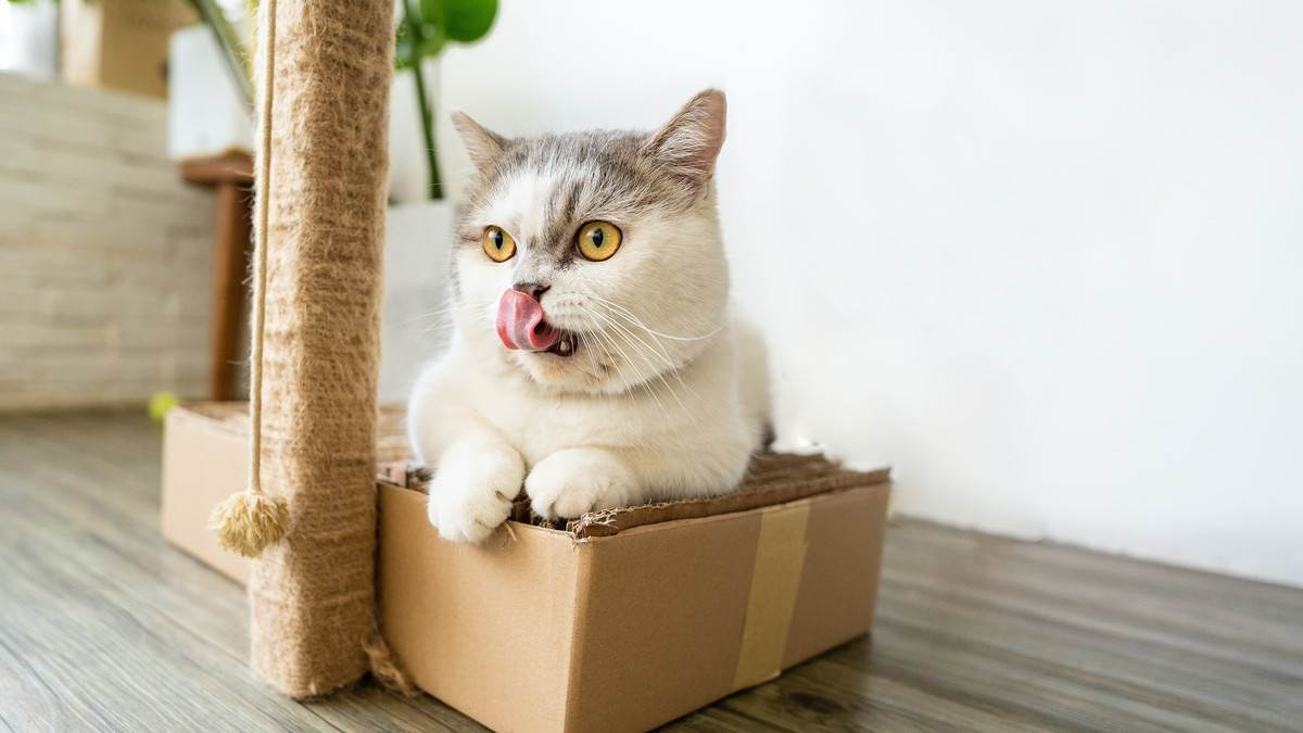 Коти обирають навіть намальовані коробки - фото 1