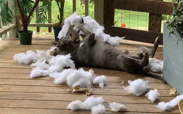 Американка подумала, що її будинок пограбували: що під час цього робив її пес - фото 458625