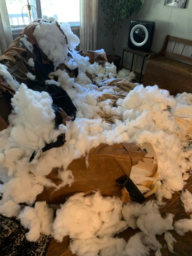 Американка подумала, що її будинок пограбували: що під час цього робив її пес - фото 458626