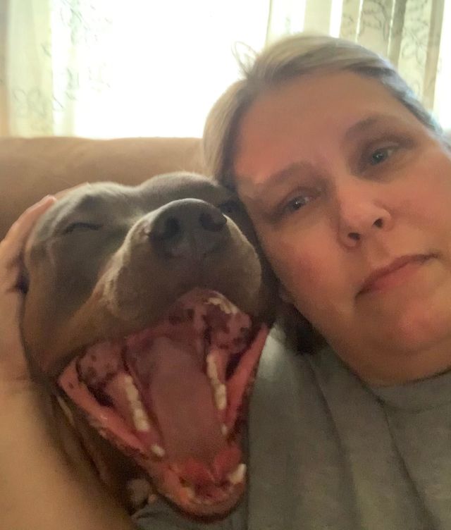 Американка подумала, що її будинок пограбували: що під час цього робив її пес - фото 458628