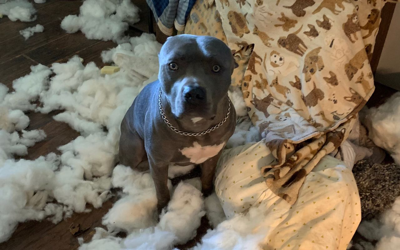 У безладі в оселі виявився винним 2-річний пес Бо - фото 1