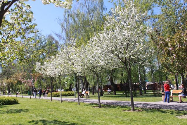 У Києві зацвіли майже 300 сакур: як виглядає найдовша в Україні алея екзотичних дерев - фото 459201