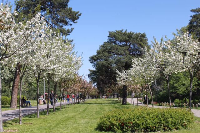 У Києві зацвіли майже 300 сакур: як виглядає найдовша в Україні алея екзотичних дерев - фото 459202