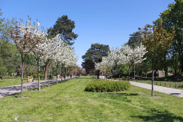 У Києві зацвіли майже 300 сакур: як виглядає найдовша в Україні алея екзотичних дерев - фото 459203