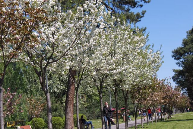 У Києві зацвіли майже 300 сакур: як виглядає найдовша в Україні алея екзотичних дерев - фото 459204
