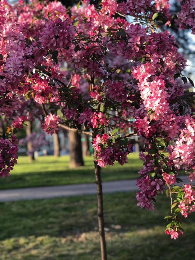 У Києві зацвіли майже 300 сакур: як виглядає найдовша в Україні алея екзотичних дерев - фото 459205