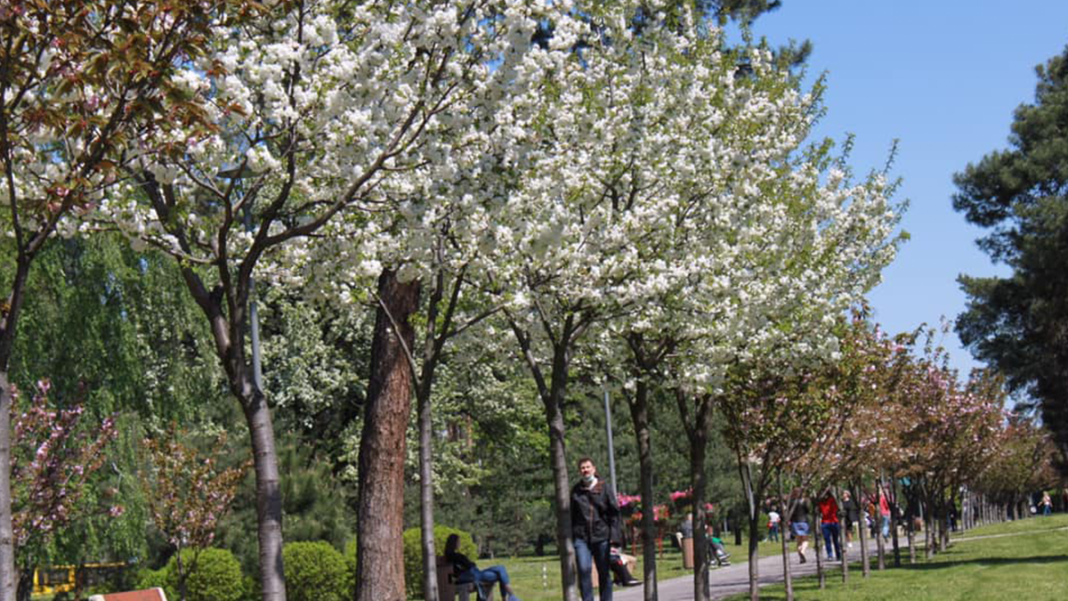 У Києві зацвіли майже 300 сакур: як виглядає найдовша в Україні алея екзотичних дерев