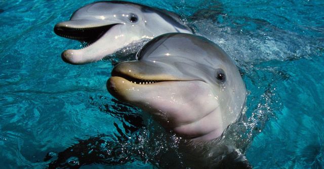 Названі тварини, які дійсно вміють сміятися - фото 459424