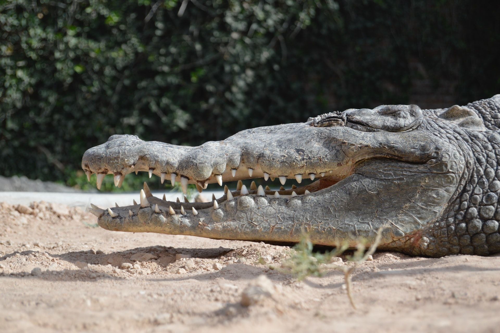 Алігатор затягнув цуцика у ставок під час прогулянки - фото 1