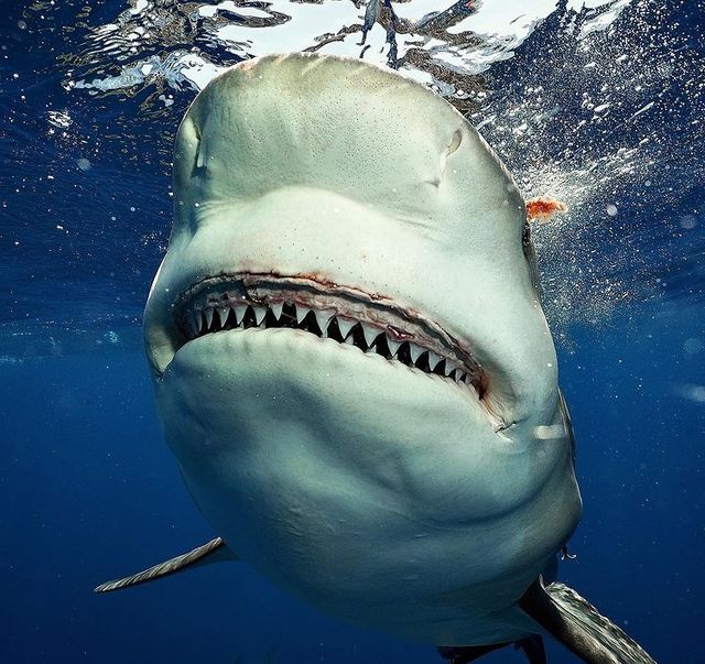 Відчайдух зіткнувся з величезною акулою і зробив наймоторошніші фото у своєму житті - фото 459755
