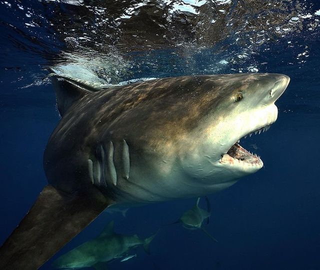 Відчайдух зіткнувся з величезною акулою і зробив наймоторошніші фото у своєму житті - фото 459756