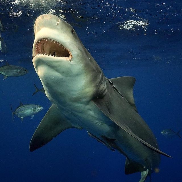 Відчайдух зіткнувся з величезною акулою і зробив наймоторошніші фото у своєму житті - фото 459758