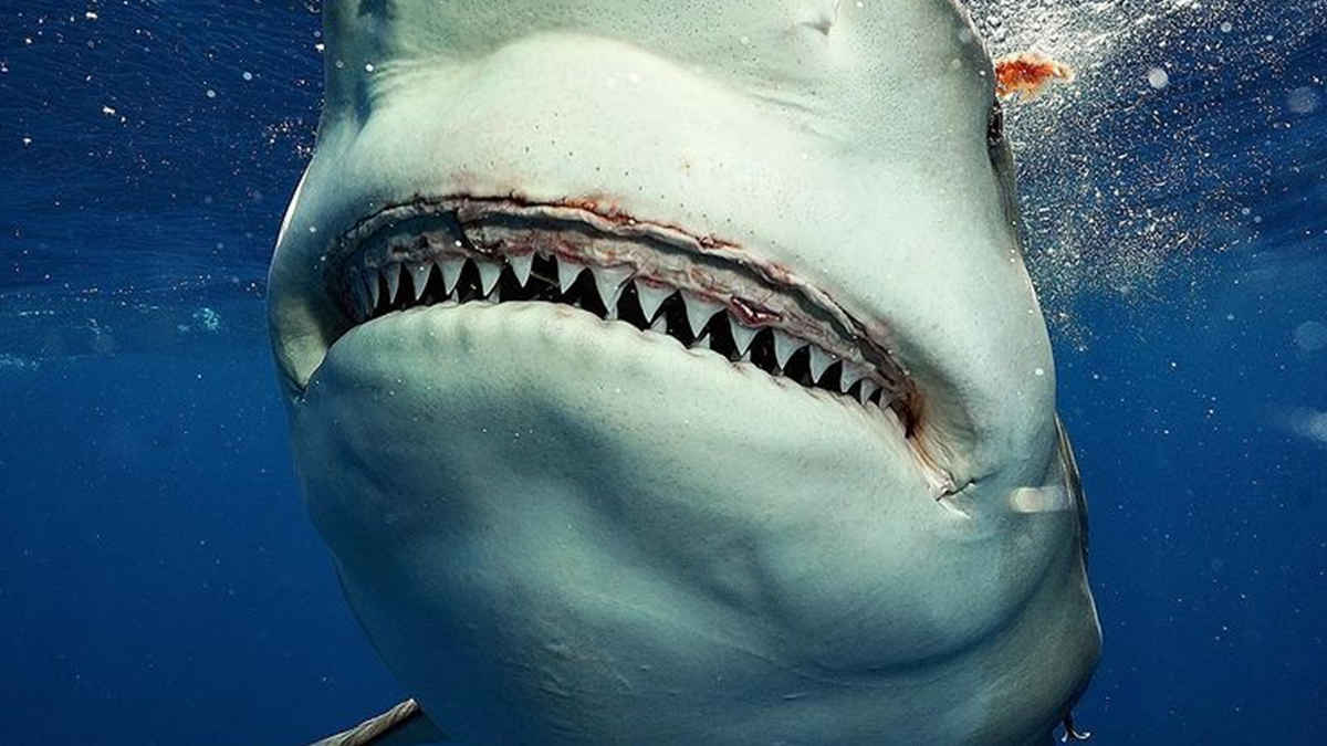 Відчайдух зіткнувся з величезною акулою і зробив наймоторошніші фото у своєму житті