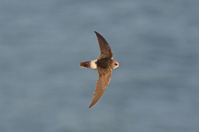 Науковці зафіксували новий рекорд швидкості польоту птахів - фото 460410