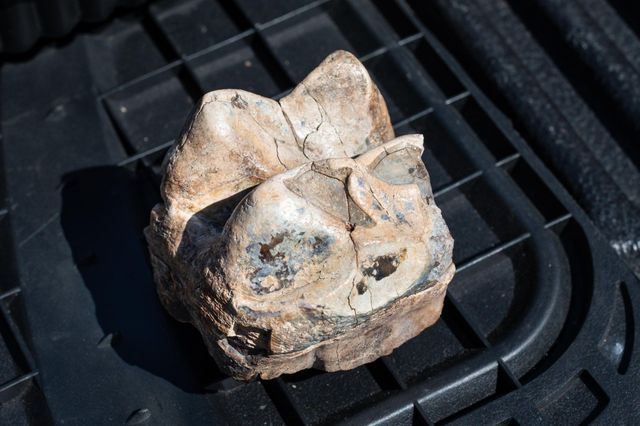 Рейнджер випадково натрапив на череп мастодонта в горах Каліфорнії - фото 460725