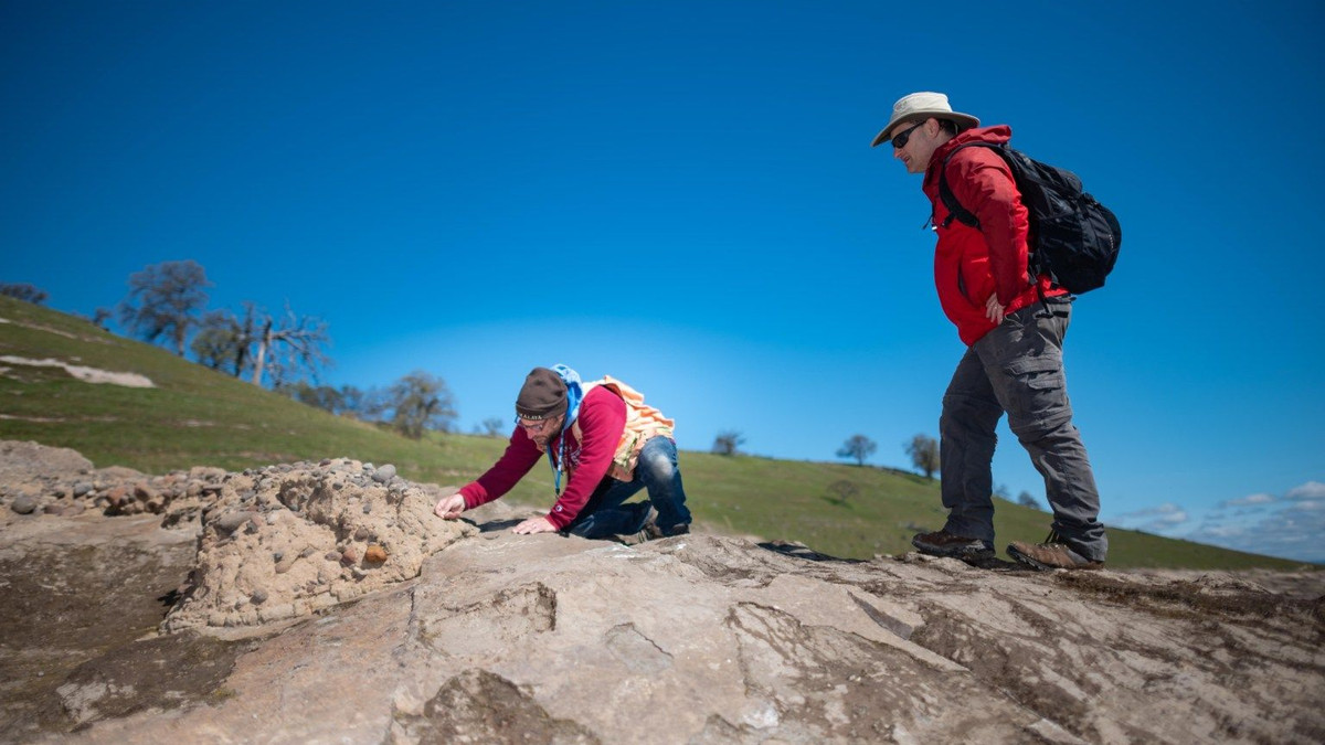 Доглядач парку виявив доісторичні скам'янілості - фото 1