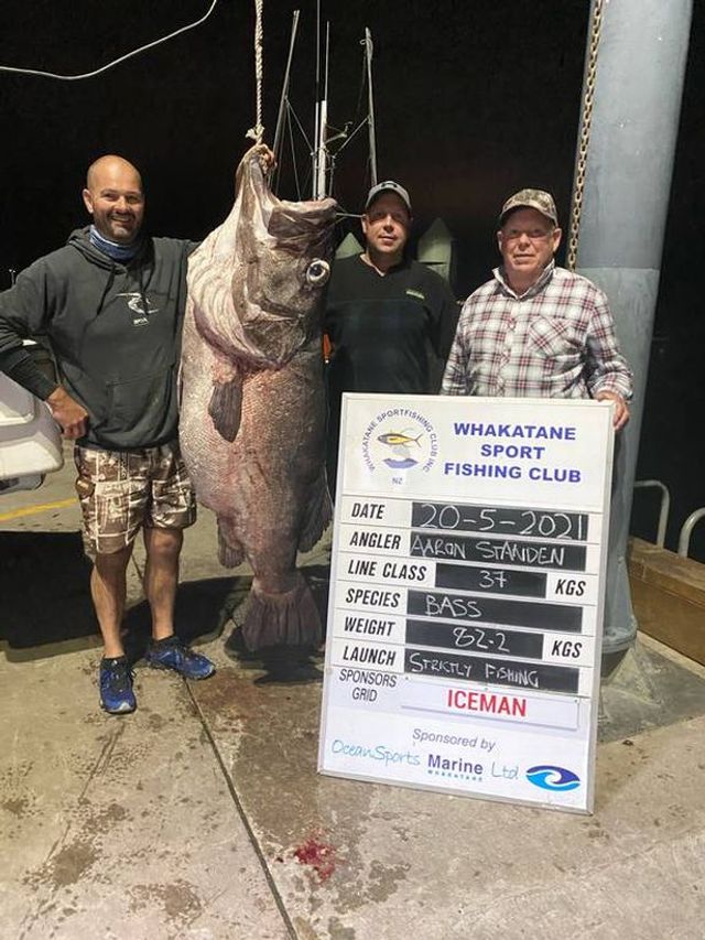 Рибалка виловив морського окуня гігантських розмірів: фотофакт - фото 460861