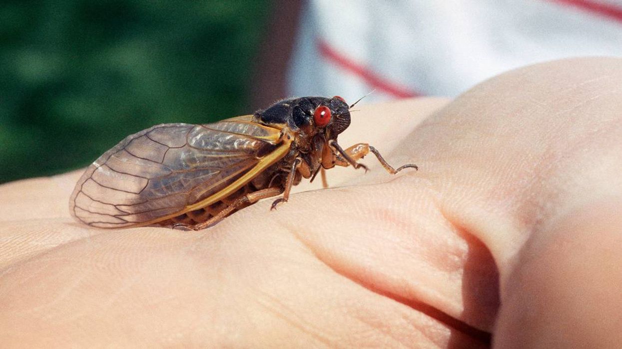 США атакували мільярди цикад: відео