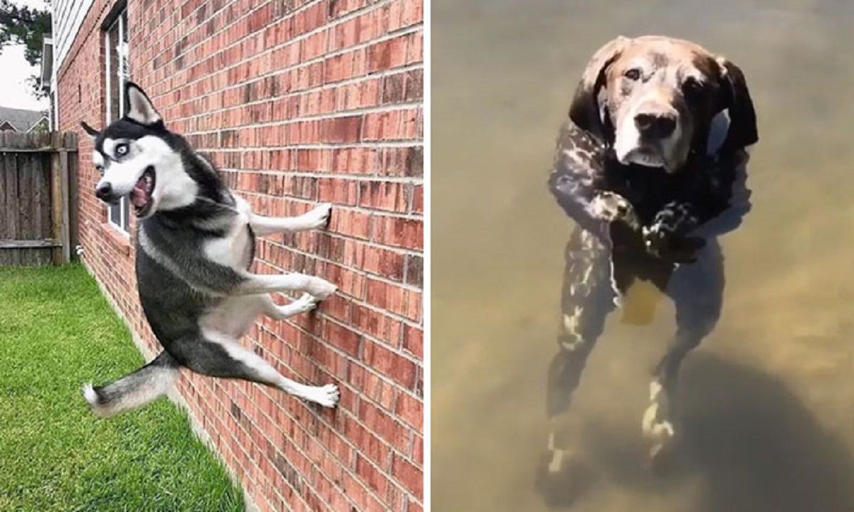 Собаки, які дивують своєю поведінкою - фото 1