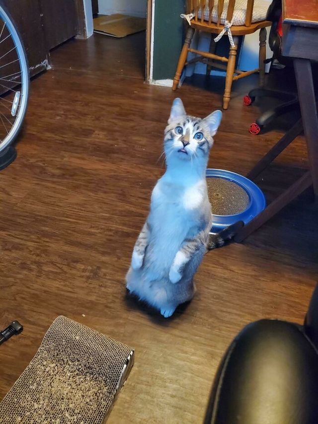 Bahggs - фото 461484