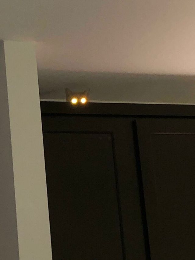 Dildo_Swaggins1201 - фото 461490