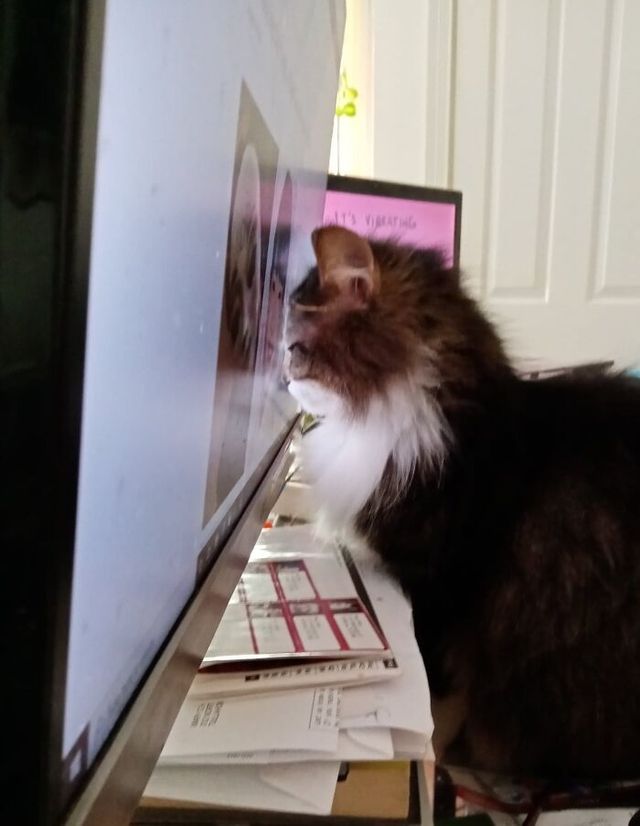 sirdigbykittencaesar - фото 461491